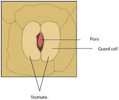 Stomata