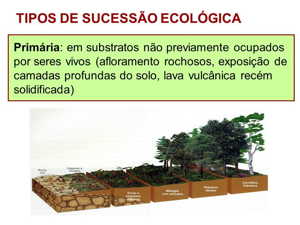 SUCESSÃO ECOLÓGICA