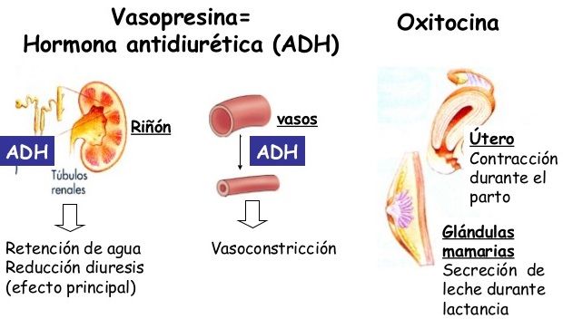 Oxitocína y hormona antidiuretica