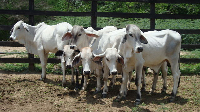 Instalaciones y manejo para la produccion de carne de bovino