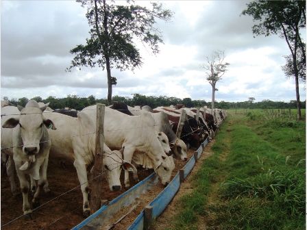Instalaciones y manejo para la produccion de carne de bovino