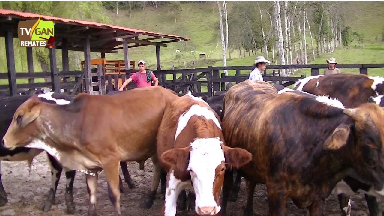 Instalaciones y manejo para la produccion de carne de bovino