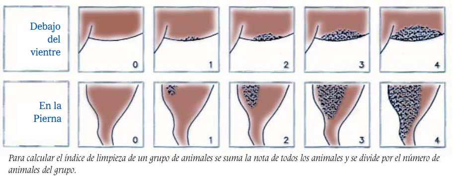 Instalaciones y manejo para la produccion de carne de bovino