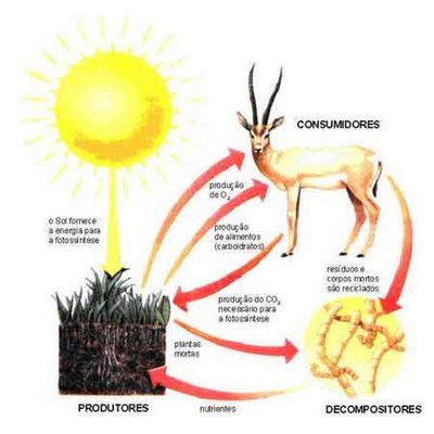*******Trajetória em um Ecossistema