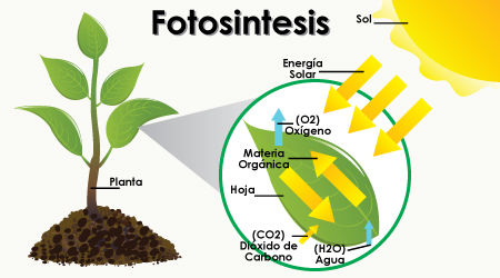 FUNCIONES VITALES DE LOS SERES VIVOS