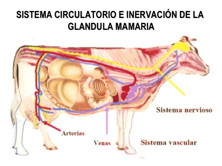 FUNCIONES VITALES DE LOS SERES VIVOS