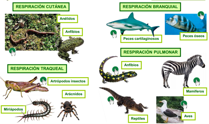 FUNCIONES VITALES DE LOS SERES VIVOS