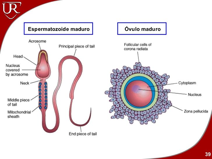 FUNCIONES VITALES DE LOS SERES VIVOS