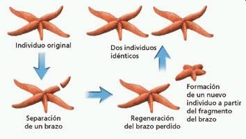 FUNCIONES VITALES DE LOS SERES VIVOS