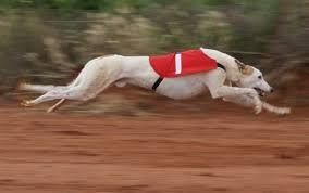 TEST DE DE SELECCION DE CANINOS PARA DETECCION DE SUSTANCIAS