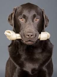 TEST DE DE SELECCION DE CANINOS PARA DETECCION DE SUSTANCIAS
