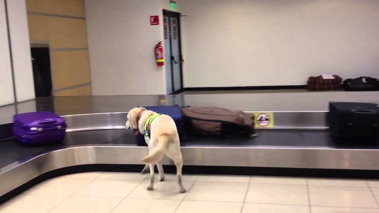 TEST DE DE SELECCION DE CANINOS PARA DETECCION DE SUSTANCIAS
