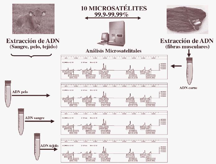 3.2. ESTÁNDARES PARA
COMUNICACIONES POR RF. ACTUALES
Y EMERGENTES.