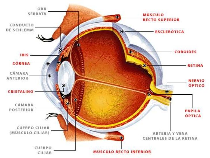 Los sistemas sensoriales y su funcionamiento.