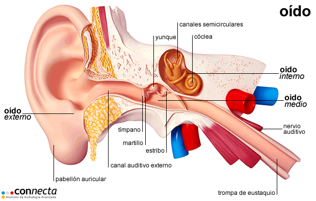 Los sistemas sensoriales y su funcionamiento.