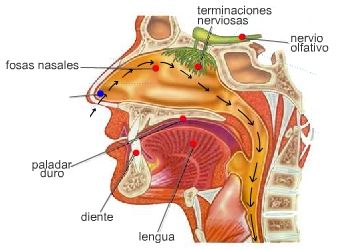 Los sistemas sensoriales y su funcionamiento.