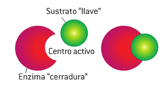 ENERGIA Y VELOCIDAD DE LAS REACCIONES QUÍMICAS