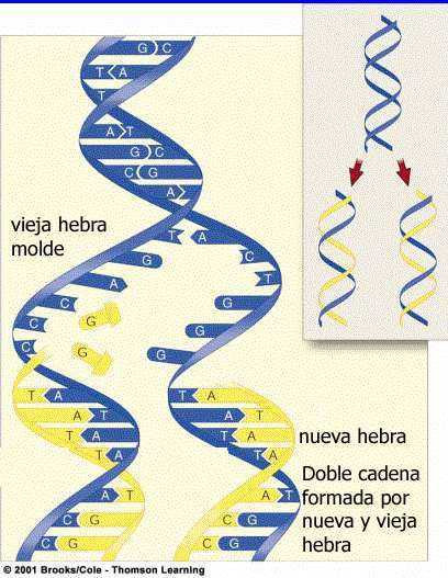 ADN y ARN (Replicación, transcripción y traducción)