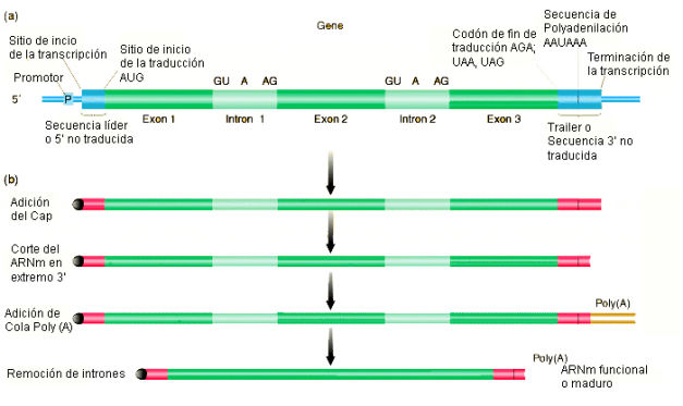 ADN y ARN (Replicación, transcripción y traducción)