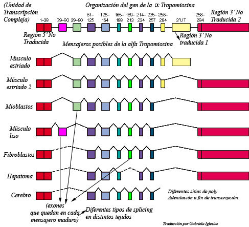 ADN y ARN (Replicación, transcripción y traducción)