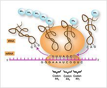 ADN y ARN (Replicación, transcripción y traducción)
