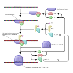 ADN y ARN (Replicación, transcripción y traducción)