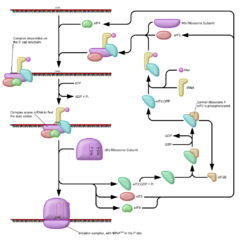 ADN y ARN (Replicación, transcripción y traducción)