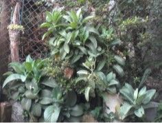 SISTEMA DE PRODUCCIÓN: FINCA LA CALERA GUAIMARAL