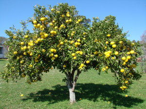 SISTEMA DE PRODUCCIÓN: FINCA LA CALERA GUAIMARAL