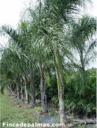 SISTEMA DE PRODUCCIÓN: FINCA LA CALERA GUAIMARAL