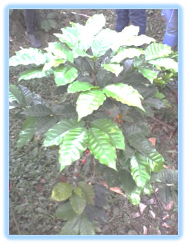 SISTEMA DE PRODUCCIÓN: FINCA LA CALERA GUAIMARAL