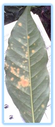 SISTEMA DE PRODUCCIÓN: FINCA LA CALERA GUAIMARAL