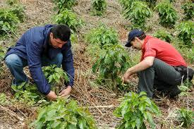 SISTEMA DE PRODUCCIÓN: FINCA LA CALERA GUAIMARAL