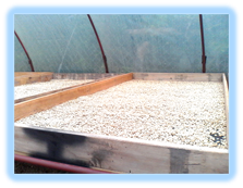 SISTEMA DE PRODUCCIÓN: FINCA LA CALERA GUAIMARAL