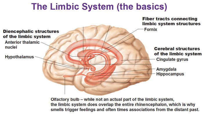 Brain (inside)