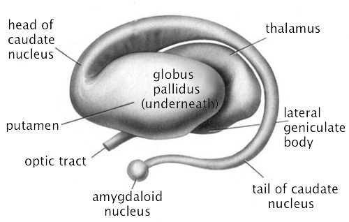 Brain (inside)
