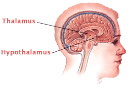 Brain (inside)