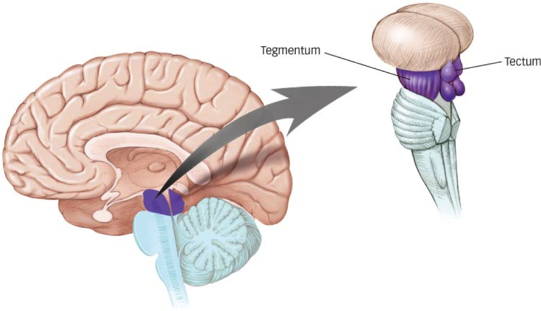 Brain (inside)