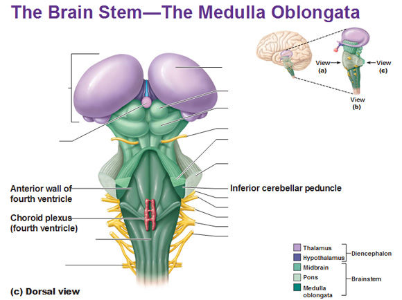 Brain (inside)
