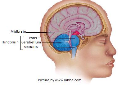 Brain (inside)