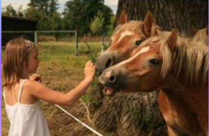 Declaracion Universal de los Derechos de los Animales