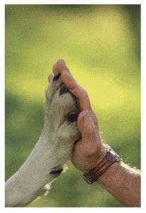 Declaracion Universal de los Derechos de los Animales