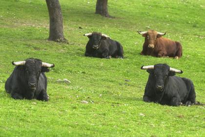 Declaracion Universal de los Derechos de los Animales