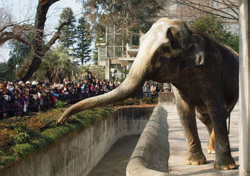 Declaracion Universal de los Derechos de los Animales