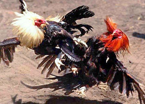Declaracion Universal de los Derechos de los Animales