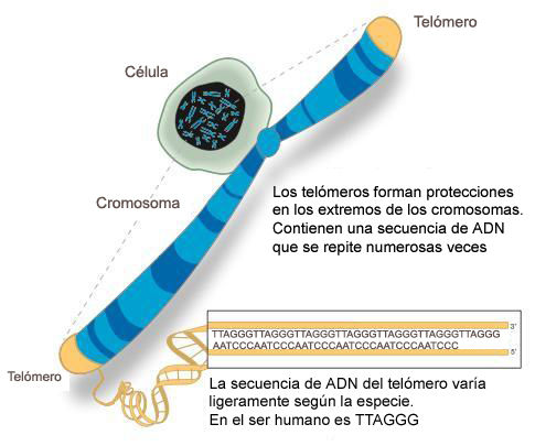 los telomeros son la clave para el envejecimiento y el cancer