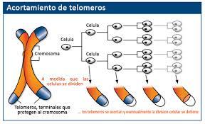 los telomeros son la clave para el envejecimiento y el cancer
