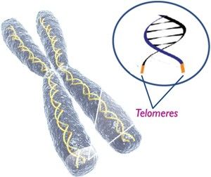 los telomeros son la clave para el envejecimiento y el cancer
