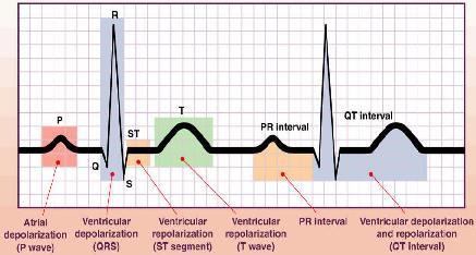 ELECTROCARDIOGRAFÍA: TÉCNICA DE INTERPRETACIÓN BÁSICA