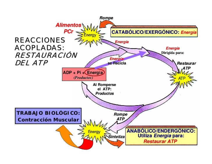 Anabolismo autotrofo y heterotrofo